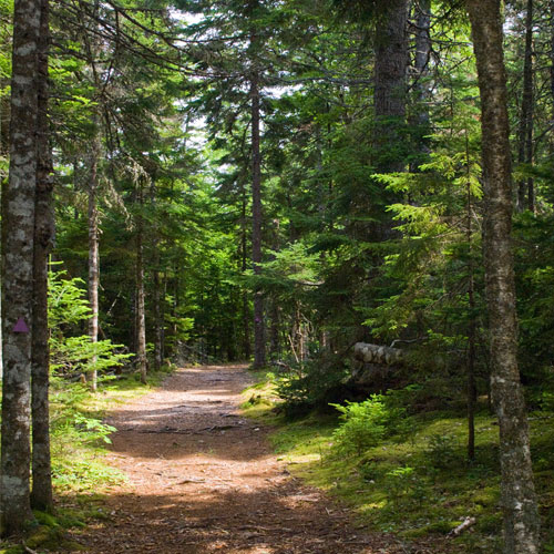 Walking Trail