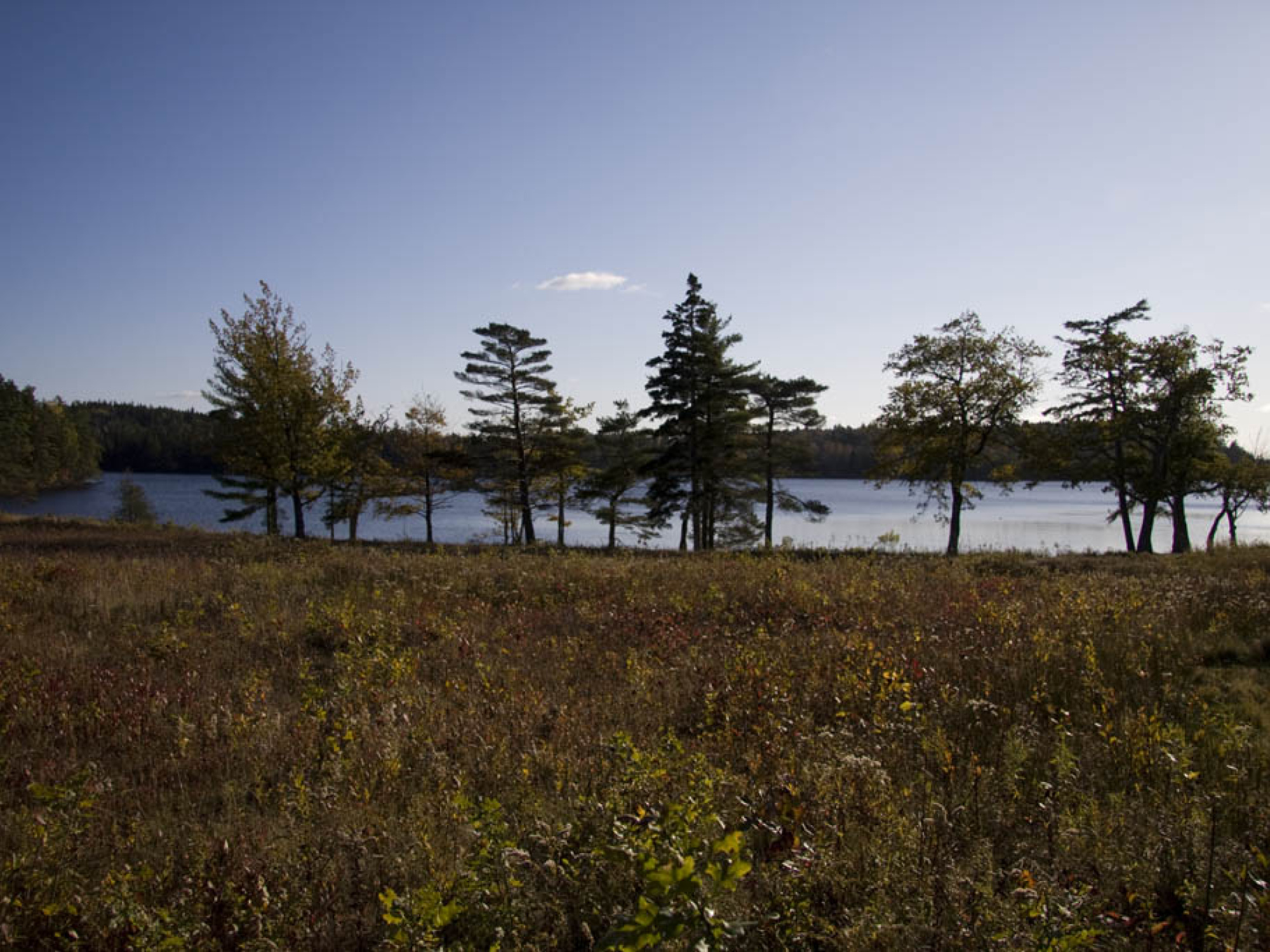 Lake Martha lined by trees.