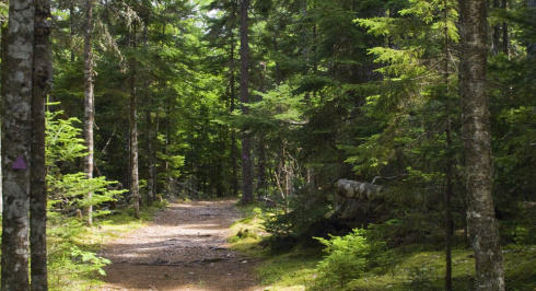 A dirt path winding through a lush green forest with tall trees.
