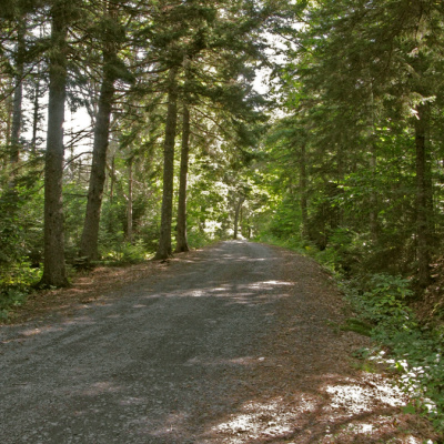 Old Post Road lined by tall trees.