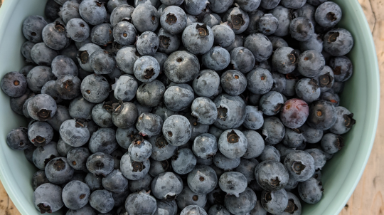 A dish filled with blueberries.